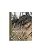 Algopix Similar Product 9 - Nature and Properties of Soils, The
