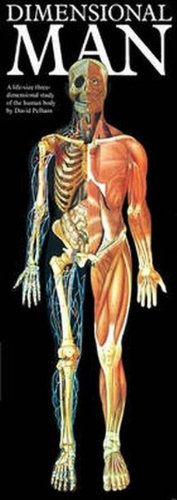 Algopix Similar Product 11 - Dimensional Man