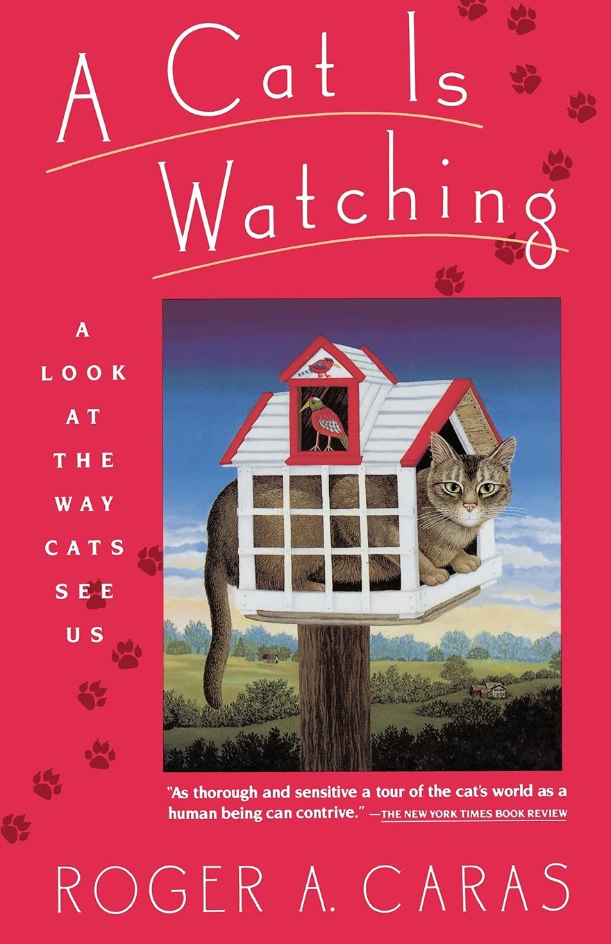 Algopix Similar Product 8 - A Cat is Watching