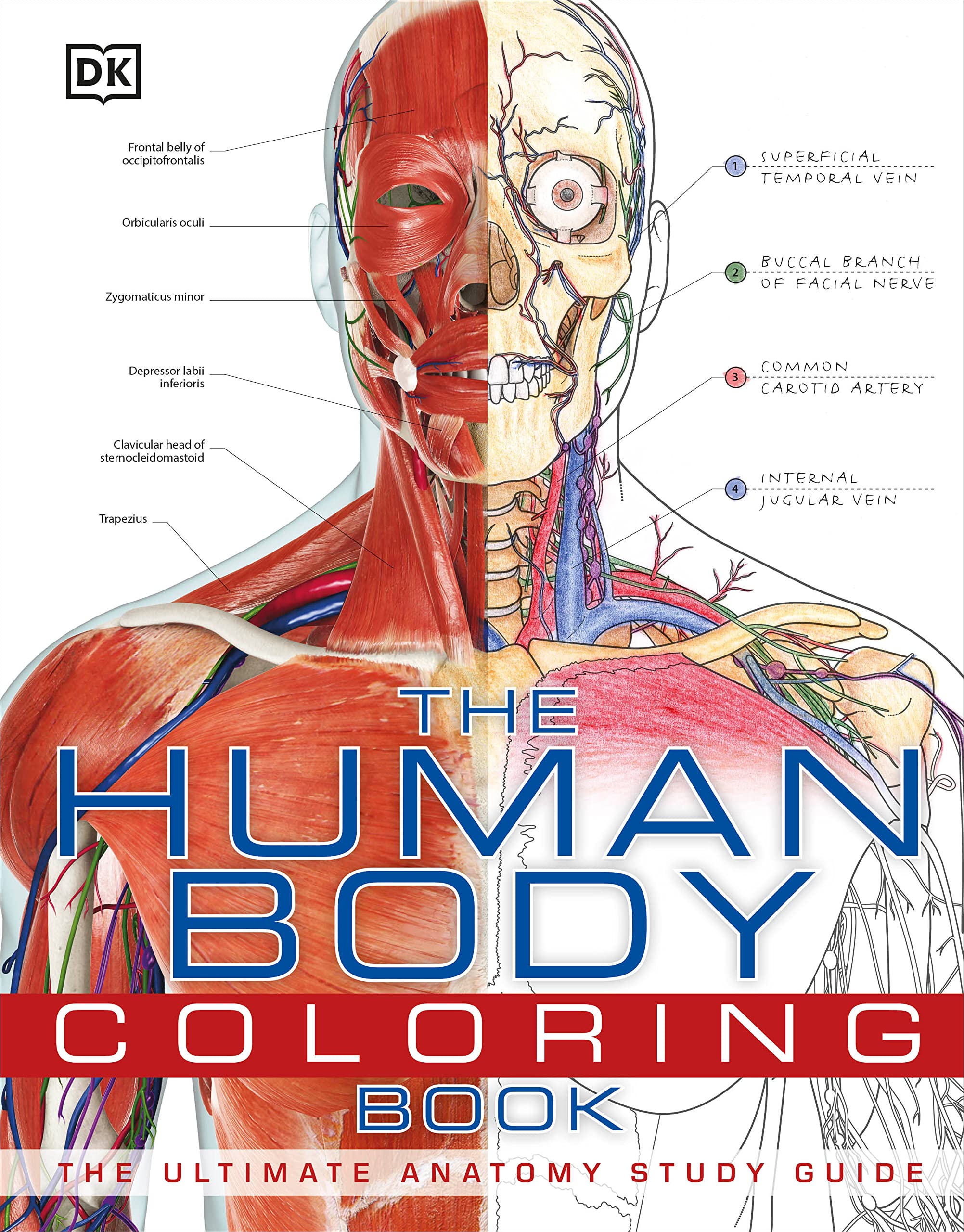 Algopix Similar Product 13 - The Human Body Coloring Book The