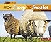 Algopix Similar Product 13 - From Sheep to Sweater Start to Finish