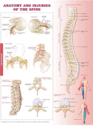 Algopix Similar Product 4 - Anatomy and Injuries of the Spine