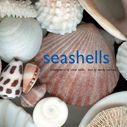 Algopix Similar Product 20 - Seashells