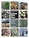 Algopix Similar Product 8 - The Timber Press Guide to Succulent