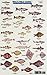 Algopix Similar Product 12 - Macs Field Guide to Northwest Coastal