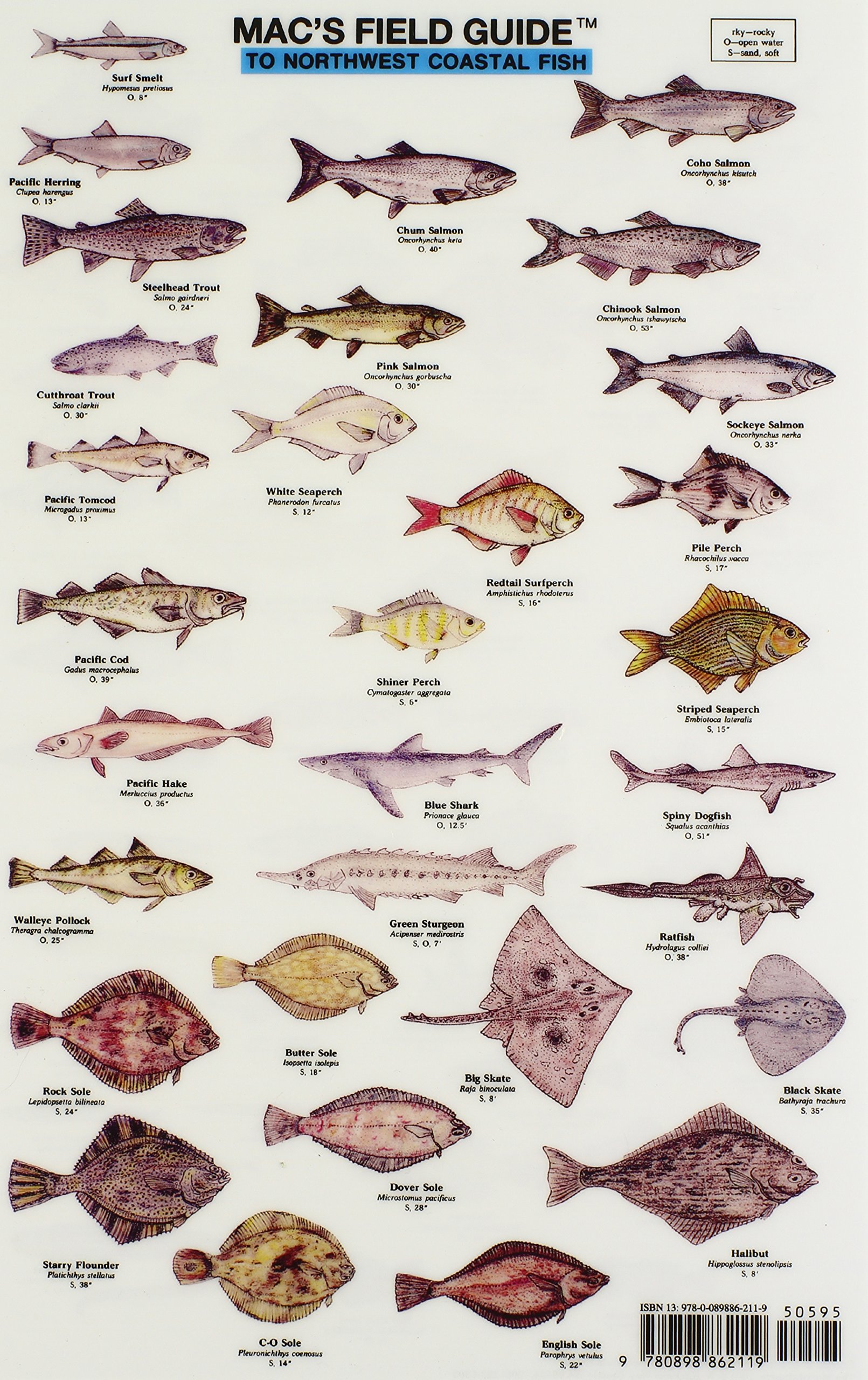 Algopix Similar Product 20 - Macs Field Guide to Northwest Coastal
