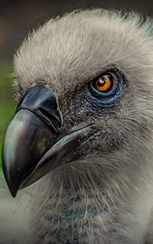 Algopix Similar Product 3 - Notebook Vulture Bird of Prey