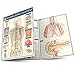 Algopix Similar Product 14 - Endocrine System (Quick Study Academic)