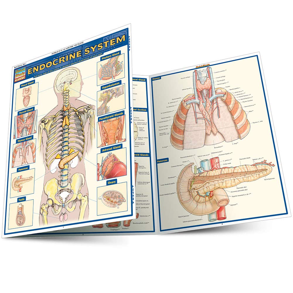 Algopix Similar Product 1 - Endocrine System (Quick Study Academic)