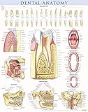 Algopix Similar Product 18 - Dental Anatomy Poster 22 x 28 inches