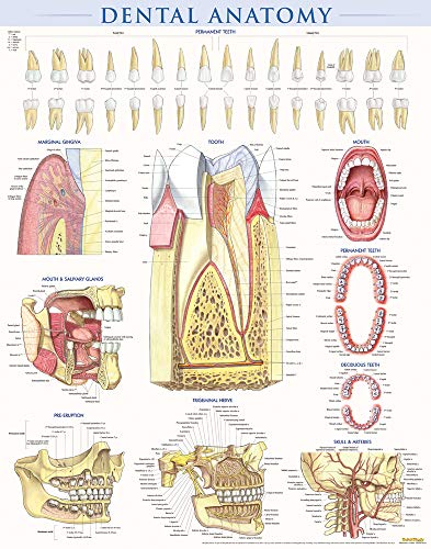 Algopix Similar Product 7 - Dental Anatomy Poster 22 x 28 inches