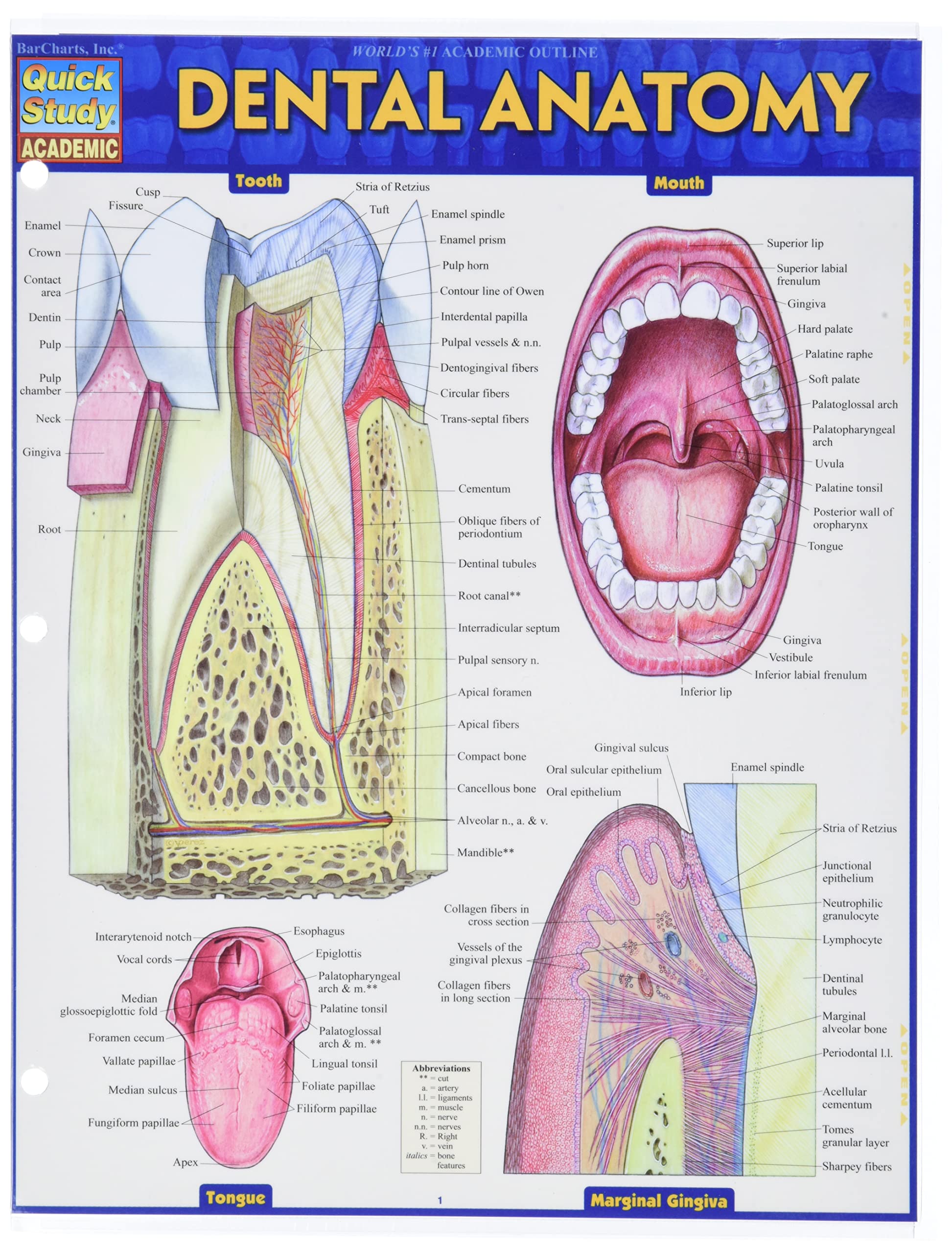Algopix Similar Product 17 - Dental Anatomy (Quick Study Academic)