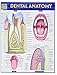 Algopix Similar Product 1 - Dental Anatomy (Quick Study Academic)