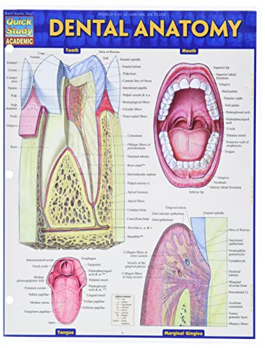 Algopix Similar Product 2 - Dental Anatomy (Quick Study Academic)
