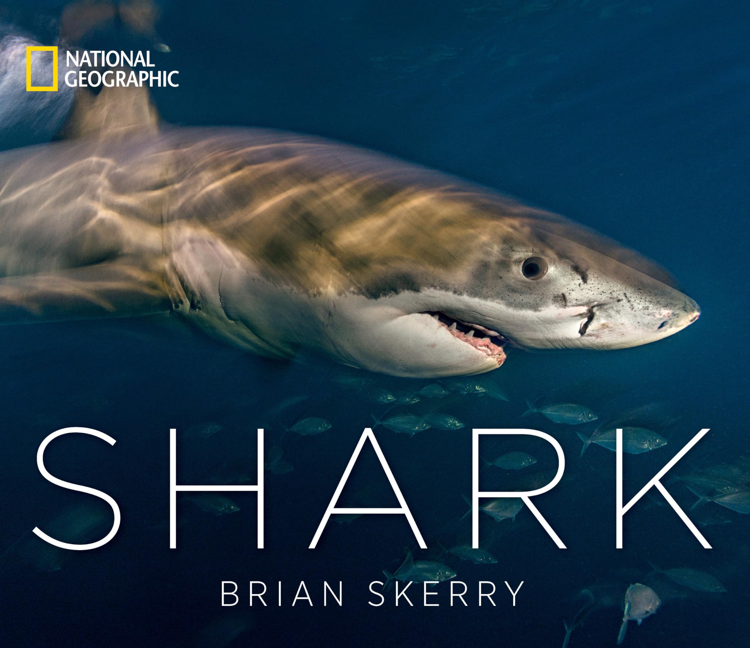 Algopix Similar Product 14 - Shark