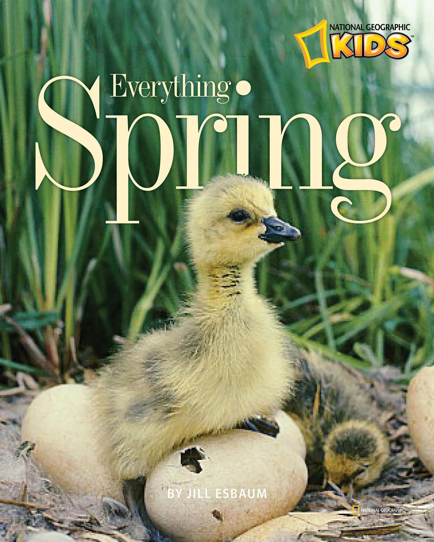 Algopix Similar Product 9 - Everything Spring (Picture the Seasons)
