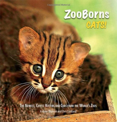 Algopix Similar Product 18 - ZooBorns Cats The Newest Cutest