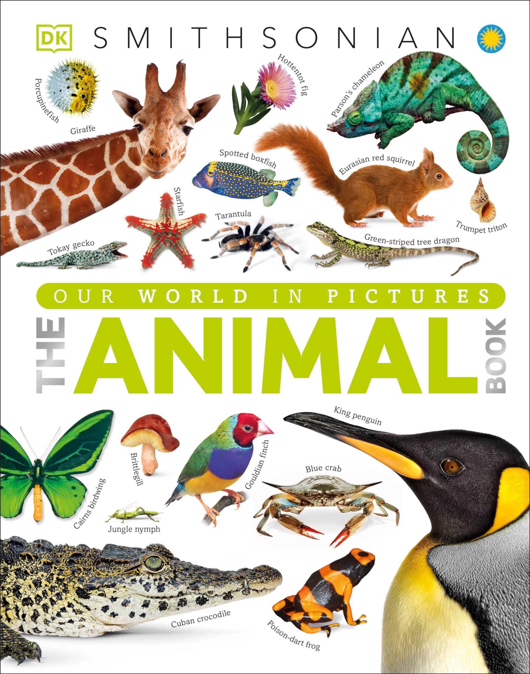 Algopix Similar Product 2 - The Animal Book A Visual Encyclopedia