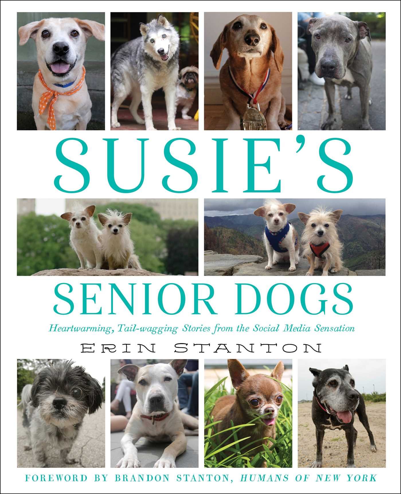 Algopix Similar Product 8 - Susie's Senior Dogs