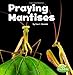 Algopix Similar Product 19 - Praying Mantises (Little Critters)