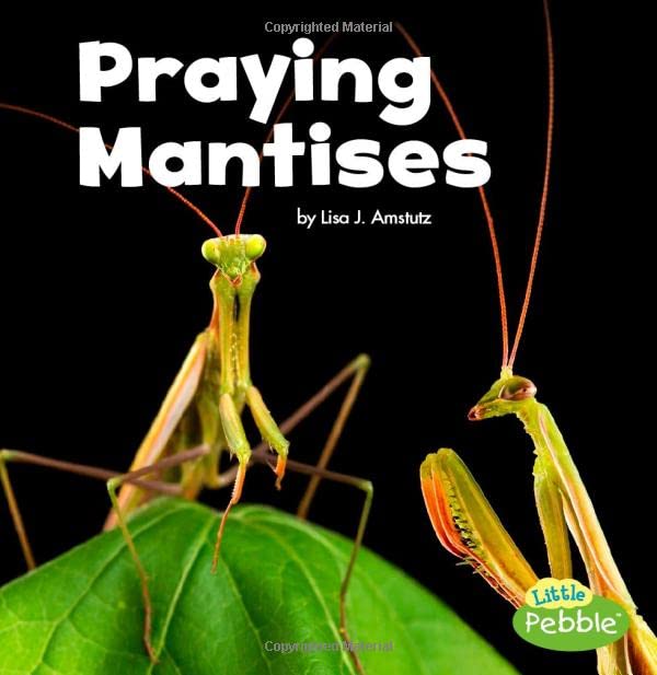 Algopix Similar Product 16 - Praying Mantises (Little Critters)