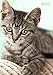 Algopix Similar Product 5 - dicker TageBuch Kalender 2017 Katze