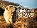 Algopix Similar Product 17 - Villager Jim's Highland Cows