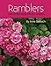 Algopix Similar Product 4 - RAMBLERS And Other Rose Species Hybrids