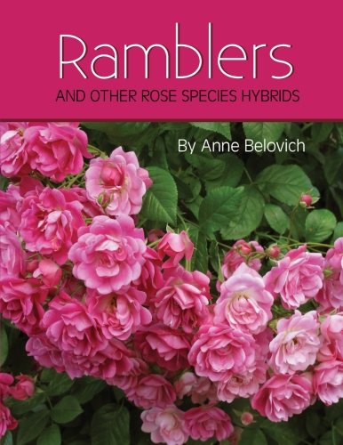 Algopix Similar Product 5 - RAMBLERS And Other Rose Species Hybrids