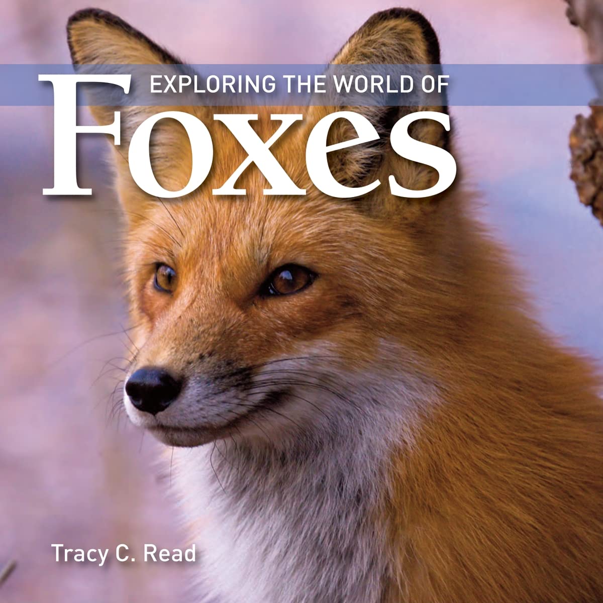 Algopix Similar Product 4 - Exploring the World of Foxes
