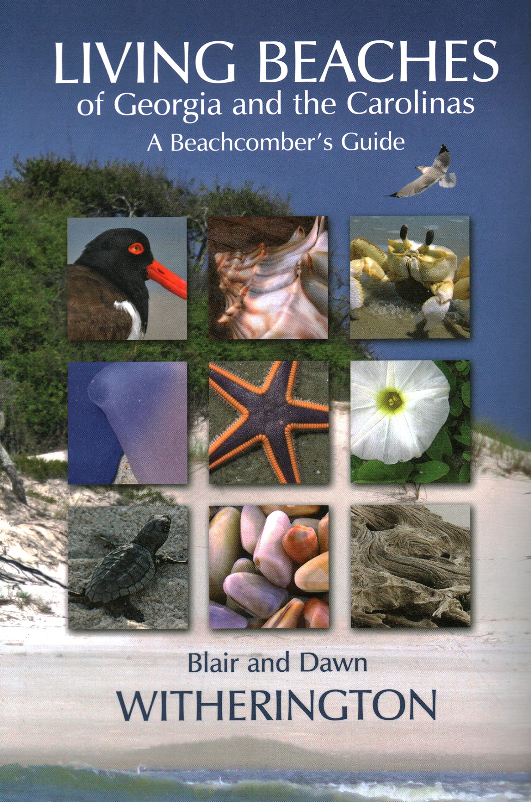 Algopix Similar Product 17 - Living Beaches of Georgia and the