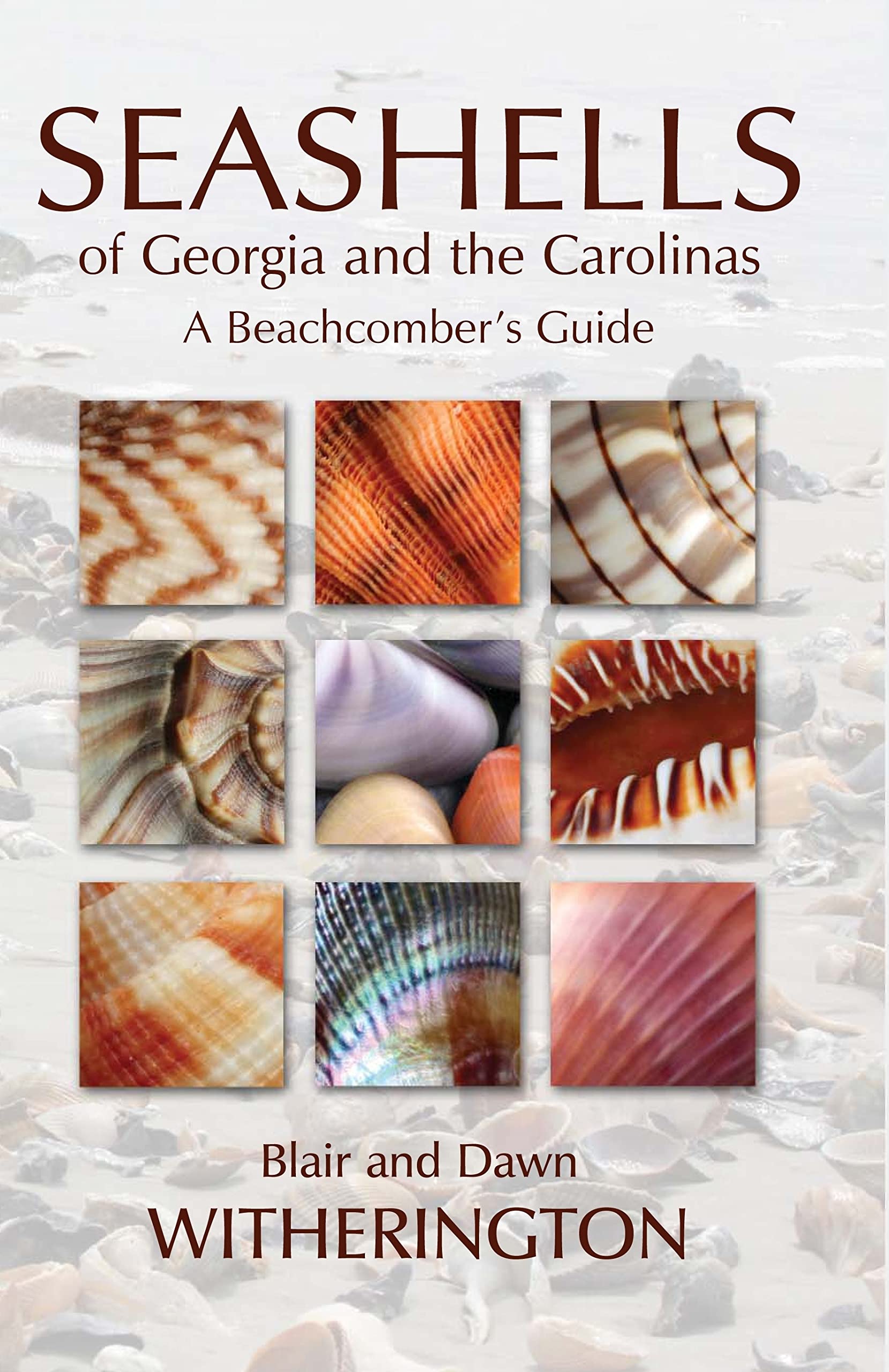 Algopix Similar Product 11 - Seashells of Georgia and the Carolinas