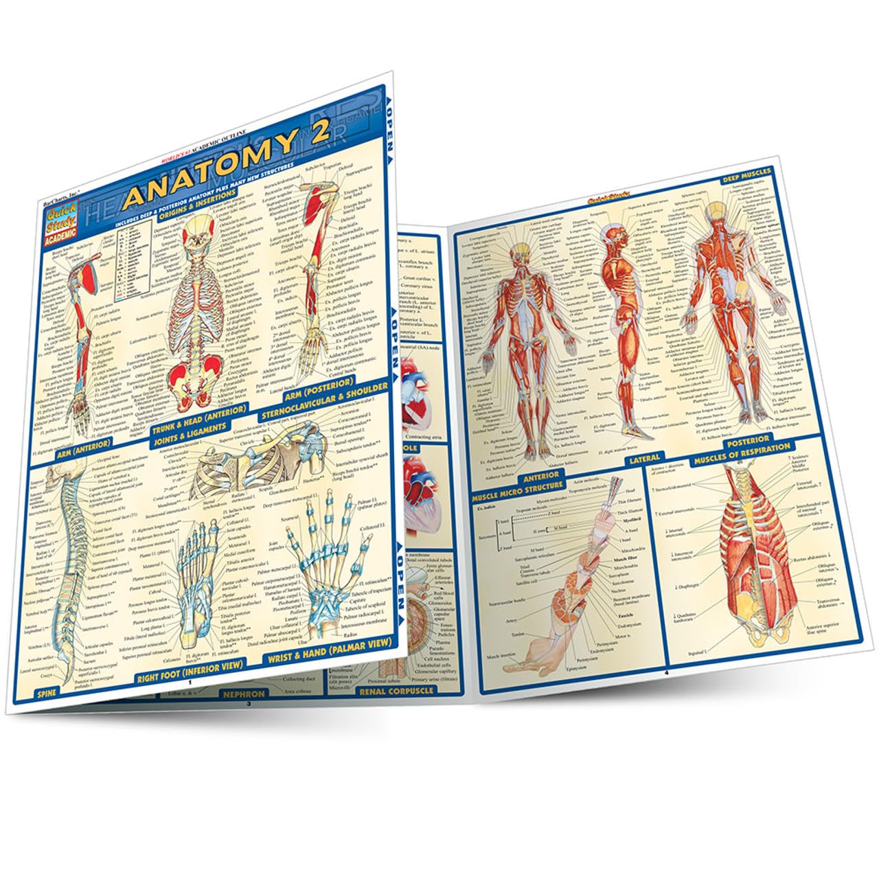 Algopix Similar Product 15 - Anatomy 2 QuickStudy Laminated