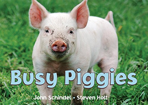 Algopix Similar Product 2 - Busy Piggies (A Busy Book)