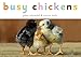 Algopix Similar Product 8 - Busy Chickens (A Busy Book)