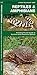 Algopix Similar Product 5 - Reptiles  Amphibians A Folding Pocket