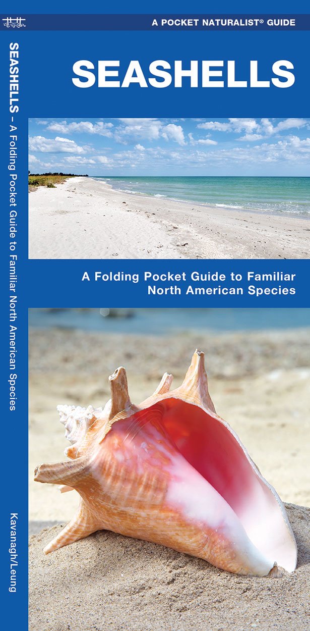 Algopix Similar Product 14 - Seashells A Folding Pocket Guide to