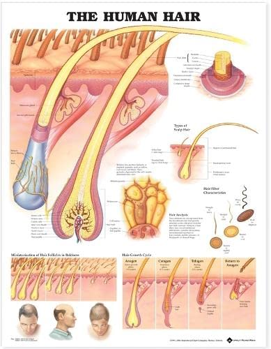 Algopix Similar Product 8 - The Human Hair Anatomical Chart