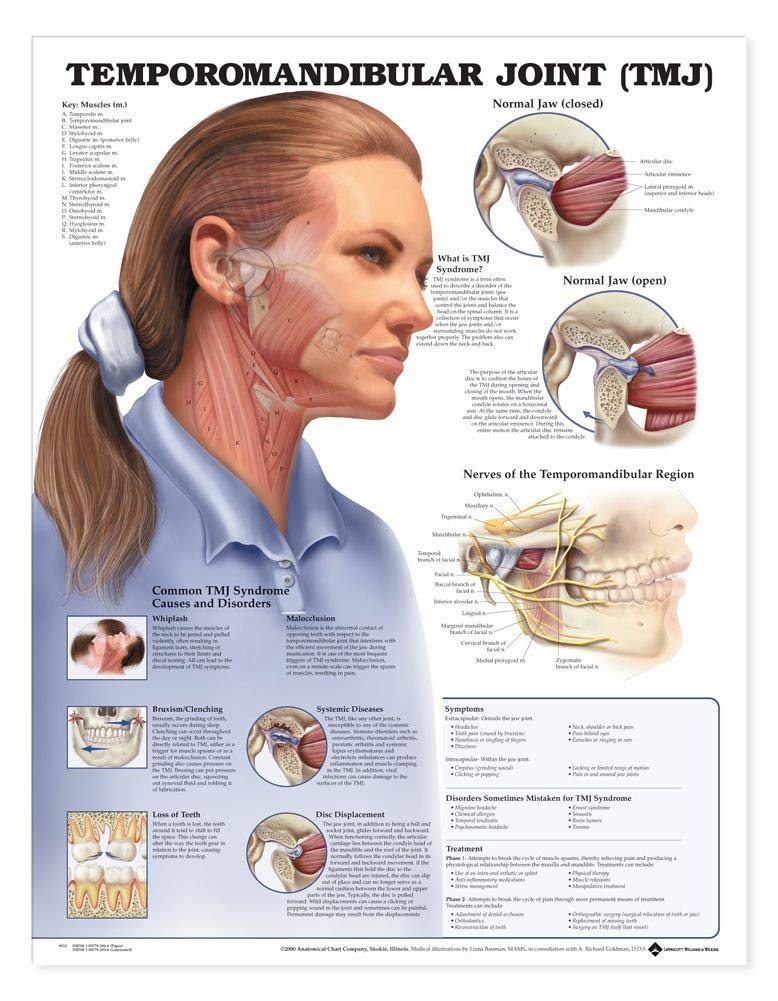 Algopix Similar Product 12 - Temporomandibular Joint TMJ