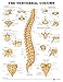 Algopix Similar Product 15 - The Vertebral Column Anatomical Chart