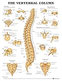 Algopix Similar Product 16 - The Vertebral Column Anatomical Chart