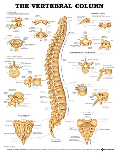 Algopix Similar Product 5 - The Vertebral Column Anatomical Chart