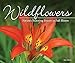 Algopix Similar Product 10 - Wildflowers Natures Stunning Beauty