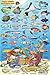 Algopix Similar Product 14 - Virgin Islands Reef Creatures Guide