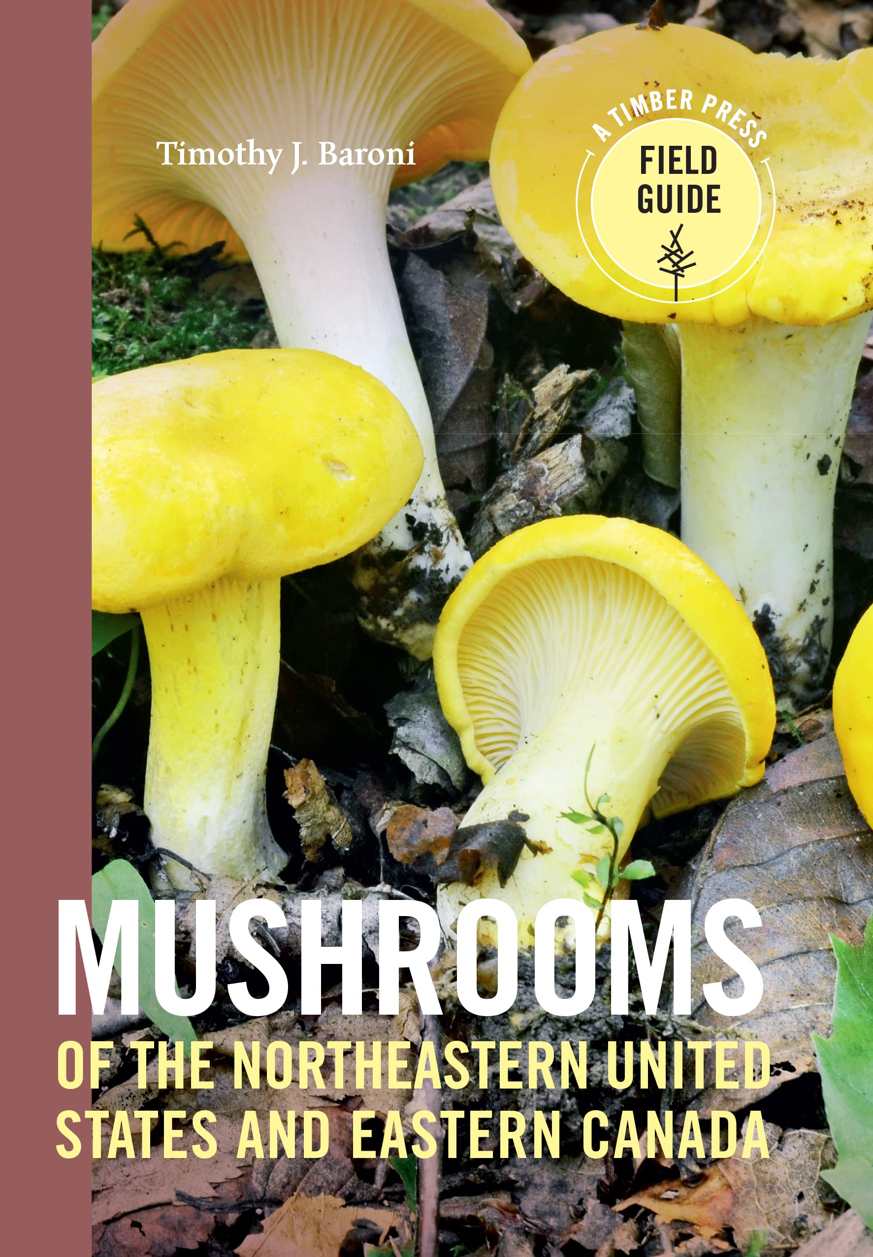 Algopix Similar Product 13 - Mushrooms of the Northeastern United