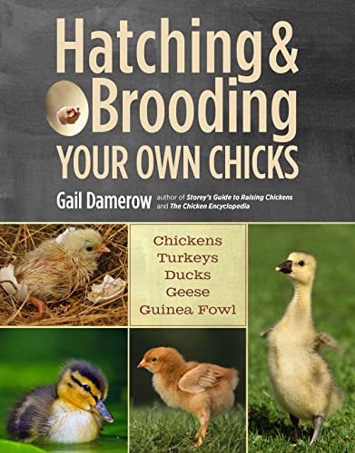 Algopix Similar Product 17 - Hatching  Brooding Your Own Chicks