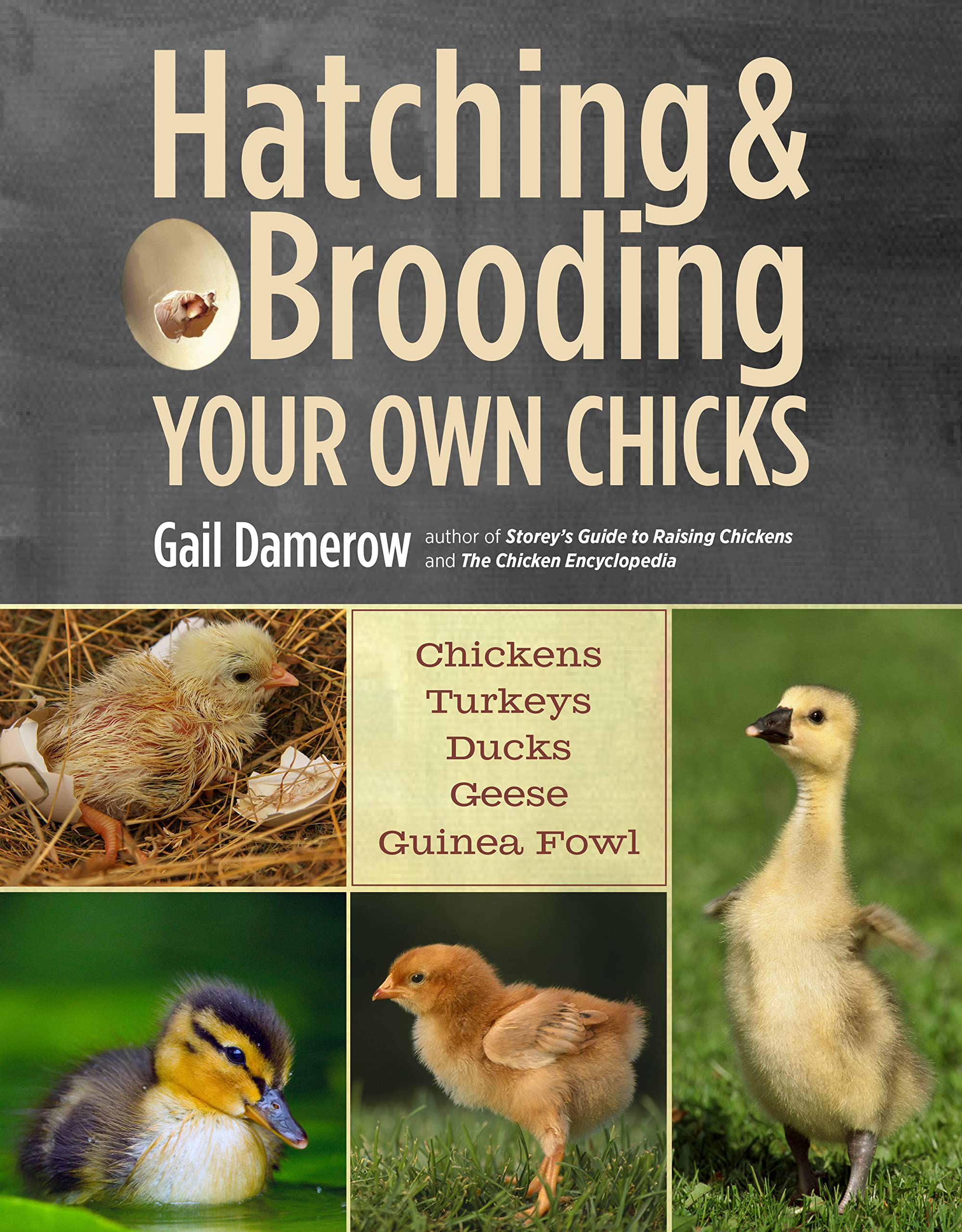 Algopix Similar Product 3 - Hatching  Brooding Your Own Chicks