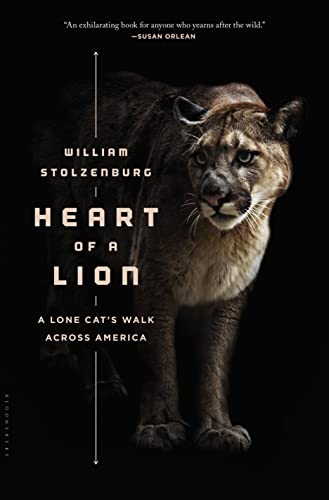 Algopix Similar Product 14 - Heart of a Lion A Lone Cats Walk