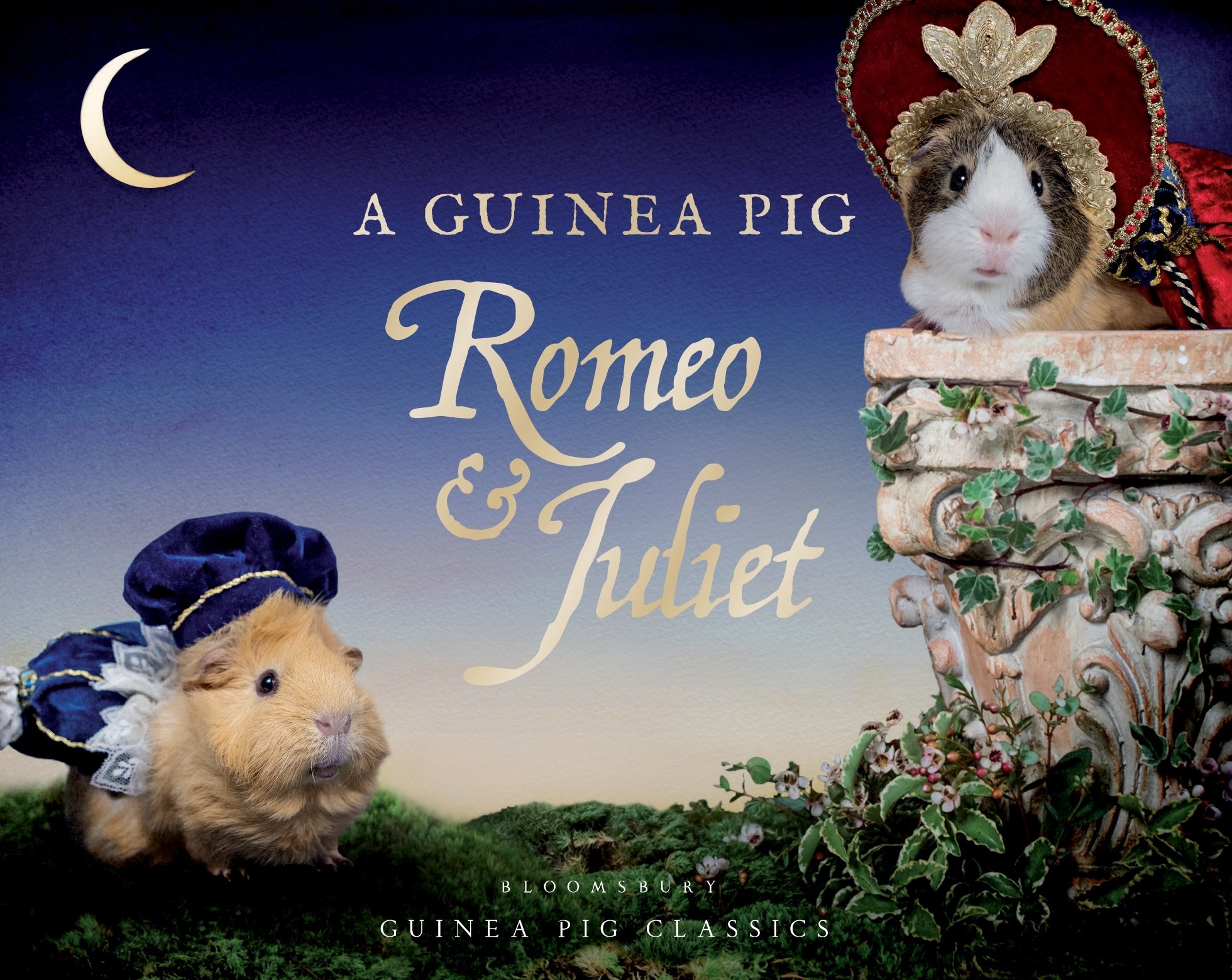 Algopix Similar Product 13 - A Guinea Pig Romeo  Juliet Guinea Pig