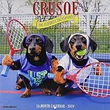 Algopix Similar Product 18 - Crusoe the Celebrity Dachshund 2019